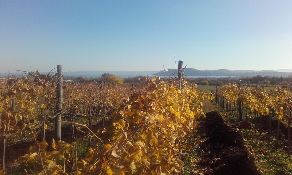 Koczor Winery & Guesthouse بالاتونفوريد المظهر الخارجي الصورة
